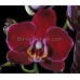 Орхидея 1 ветка (taida-pearl-champion)